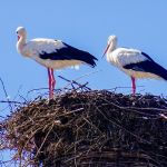 DSC04938-2.jpg